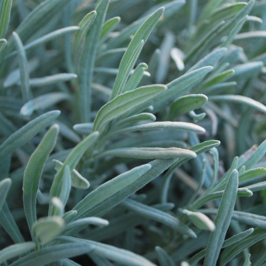 Lavandula angustifolia
